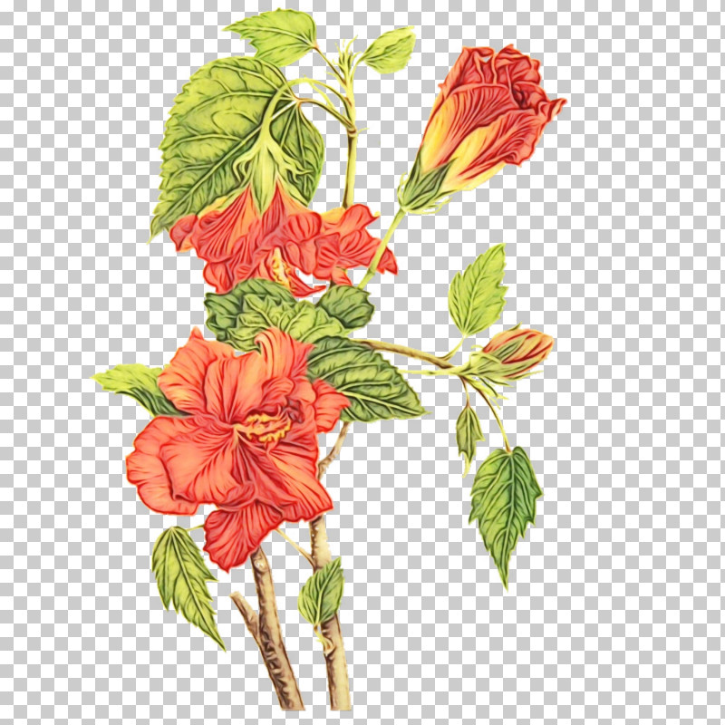 Flower Plant Hawaiian Hibiscus Cut Flowers Anthurium PNG, Clipart, Anthurium, Cut Flowers, Flower, Geranium, Gesneriad Family Free PNG Download