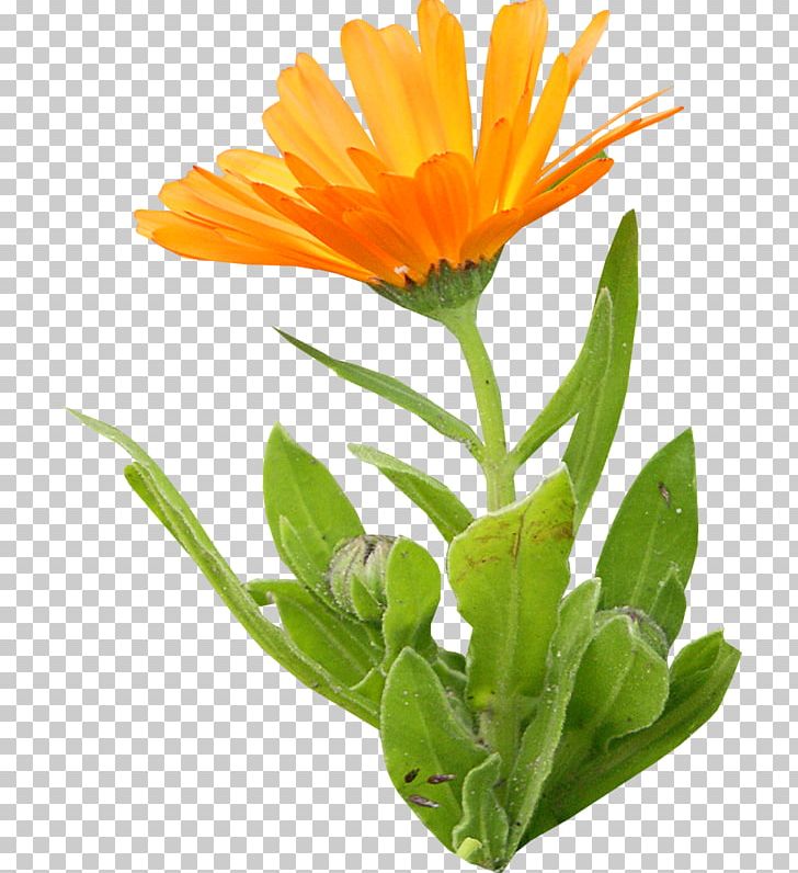 Calendula Officinalis Orange PNG, Clipart, Annual Plant, Calendula, Calendula Officinalis, Cicek, Cicekler Free PNG Download