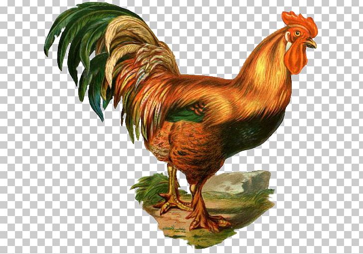 Chicken Rooster Cock A Doodle Doo PNG, Clipart, Animals, Beak, Bird, Chicken, Clock Free PNG Download