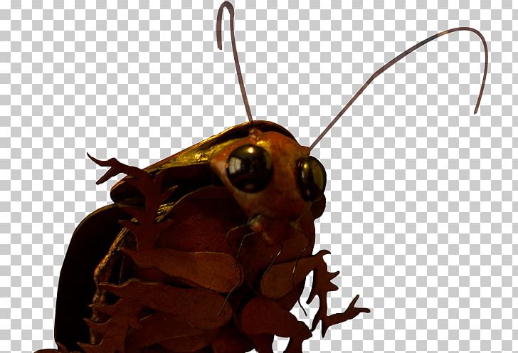 Cockroach Artist Insect Pollinator PNG, Clipart, Anarchy, Animals, Art, Arthropod, Artist Free PNG Download