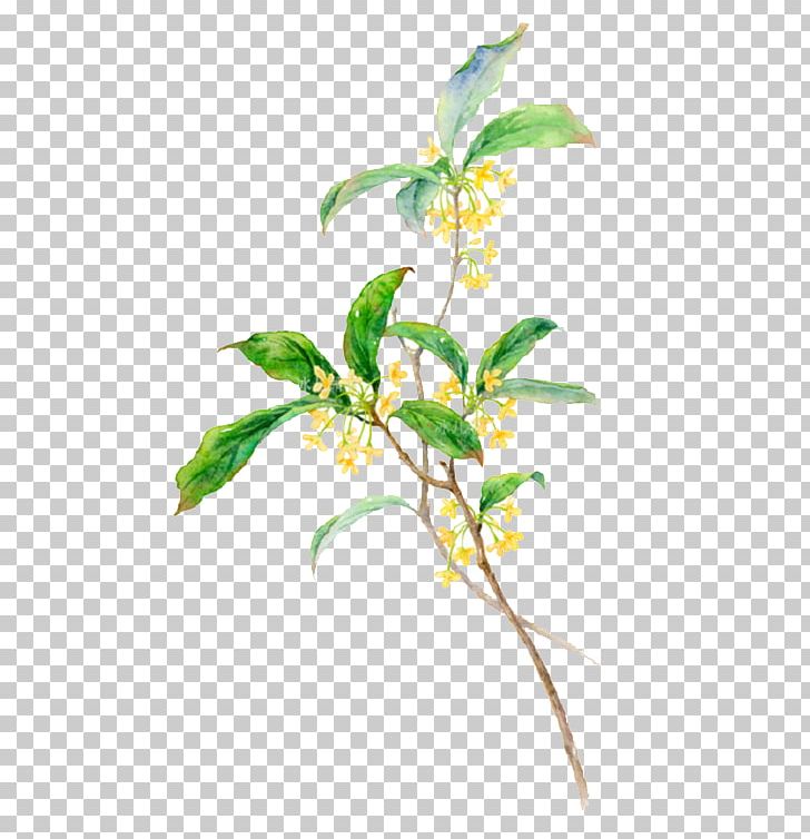 Sweet Osmanthus PNG, Clipart, Branch, Cartoon, Cut Flowers, Flower, Flower Arranging Free PNG Download