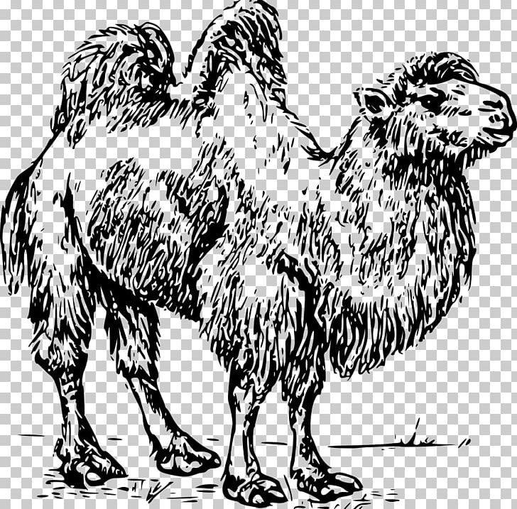 Bactrian Camel Dromedary PNG, Clipart, Bactria, Bactrian Camel, Beak, Bird, Black And White Free PNG Download