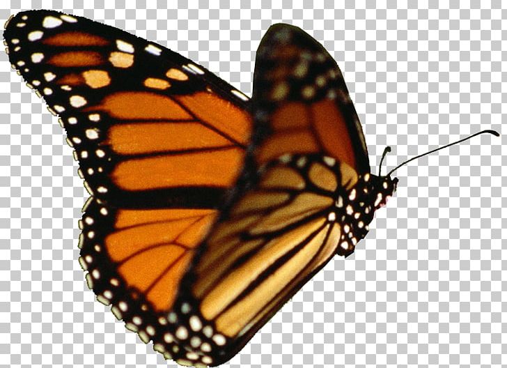 Butterfly Effect Wing Monarch Butterfly Aglais Io PNG, Clipart, Arthropod, Biological Life Cycle, Brush Footed Butterfly, Butterflies And Moths, Butterfly Free PNG Download