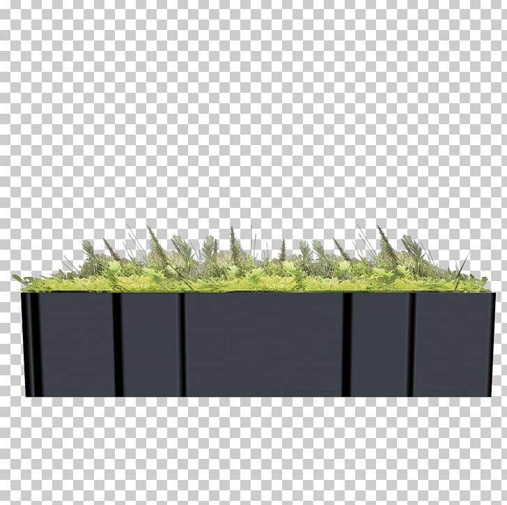 Rectangle Grasses PNG, Clipart, Angle, Family, Grass, Grasses, Grass Family Free PNG Download