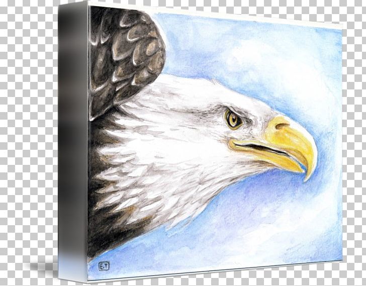 Bald Eagle IPhone 6S Beak PNG, Clipart, Accipitriformes, Animals, Bald Eagle, Beak, Bird Free PNG Download