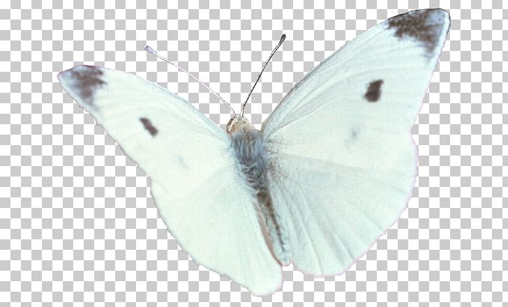 Brush-footed Butterflies Pieridae Gossamer-winged Butterflies Moth Butterfly PNG, Clipart, Arthropod, Brush Footed Butterfly, Butterfly, Capitata Group, Insect Free PNG Download