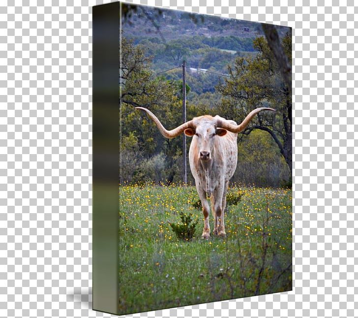 Texas Longhorn Calf English Longhorn Dairy Cattle Ox PNG, Clipart, Bull, Calf, Cattle, Cattle Like Mammal, Cow Goat Family Free PNG Download