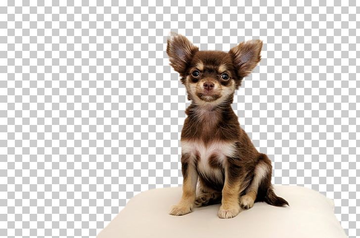 Chihuahua Puppy Yorkshire Terrier Maltese Dog Pet PNG, Clipart, Animal, Animals, Breed, Carnivoran, Cat Free PNG Download