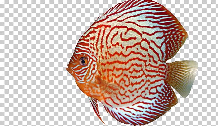 Fish Discus Marine Biology Aquarium Eye PNG, Clipart, Animals, Aquarium, Biology, Color, Discus Free PNG Download