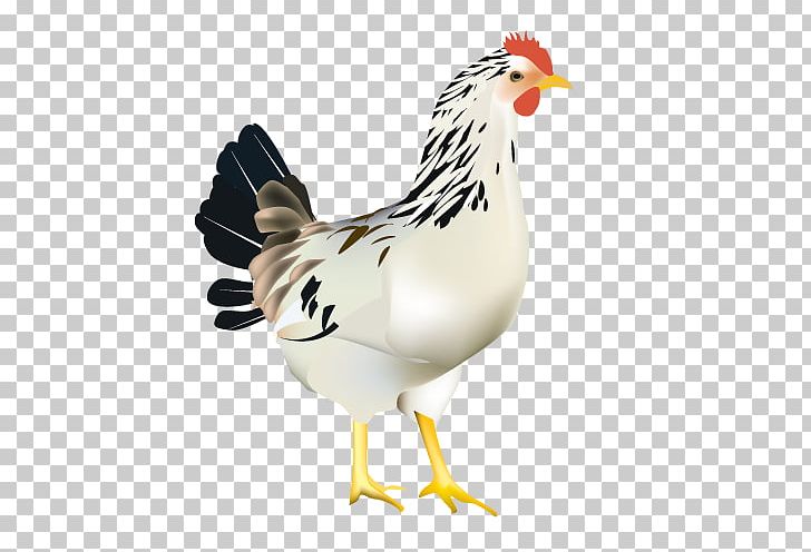 Rooster Chicken Broiler Web Browser PNG, Clipart, Animaatio, Animal, Animals, Ape, Beak Free PNG Download