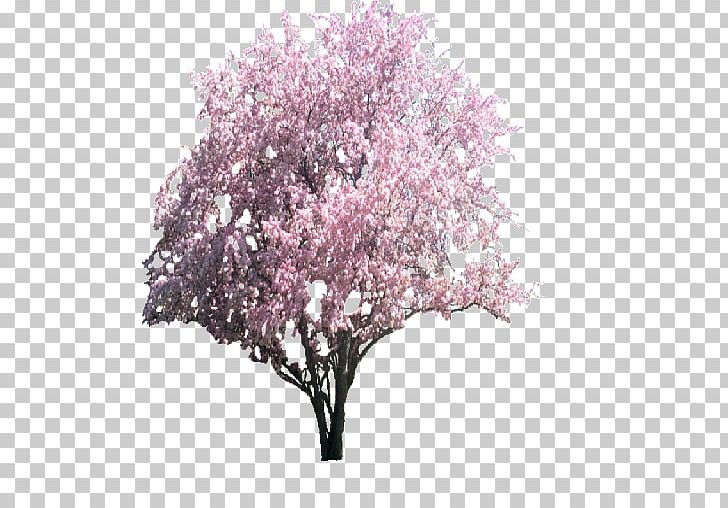 Tree Cherry Blossom Apples Magnolia PNG, Clipart, Apples, Blossom, Branch, Cherry Blossom, Fir Free PNG Download