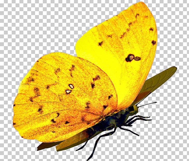 Butterfly Moth Yellow Lycaenidae PNG, Clipart, Alpha Compositing, Animal, Arthropod, Brush Footed Butterfly, Butterflies And Moths Free PNG Download