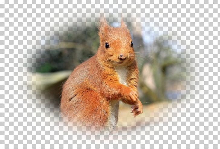 Fox Squirrel Chipmunk Dormouse Whiskers PNG, Clipart, Chipmunk, Computer Mouse, Dormouse, Fauna, Fox Squirrel Free PNG Download