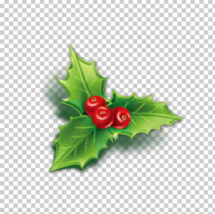 Holly Aquifoliales Christmas Mistletoe Icon PNG, Clipart, Aquifoliaceae, Aquifoliales, Cartoon, Cherries, Cherry Free PNG Download