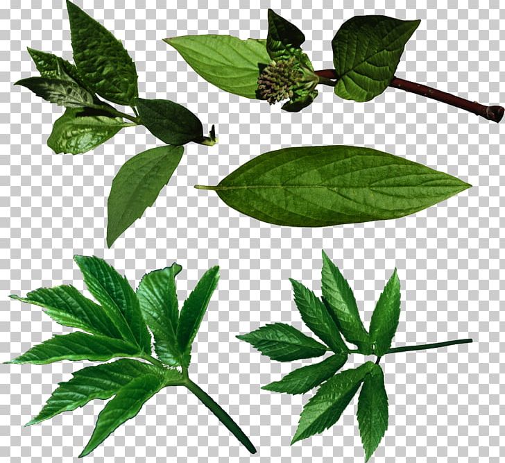Leaf PNG, Clipart, Depositfiles, Green Leaves, Herb, Herbalism, Internet Media Type Free PNG Download