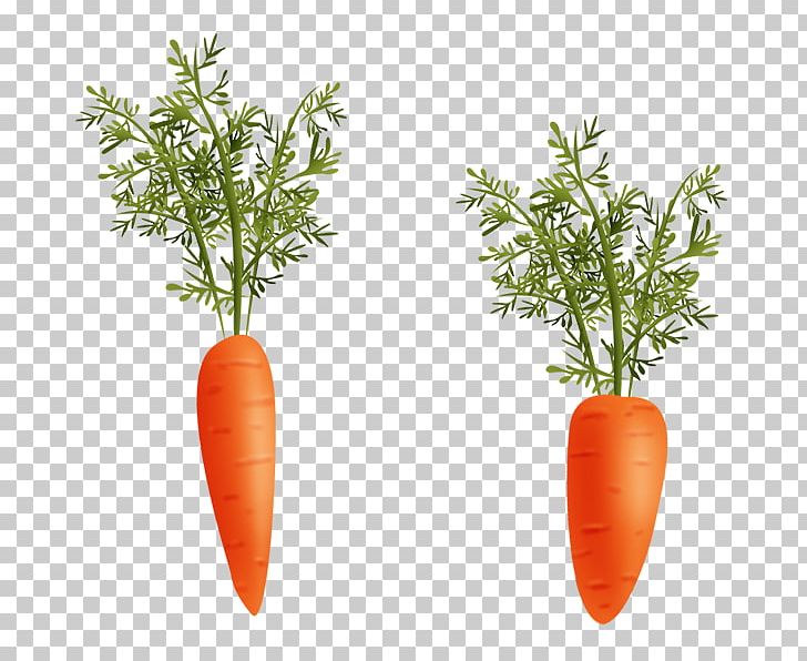 Natural Foods Flowerpot Herb Local Food PNG, Clipart, Carrot, Chickadee, Flowerpot, Food, Herb Free PNG Download