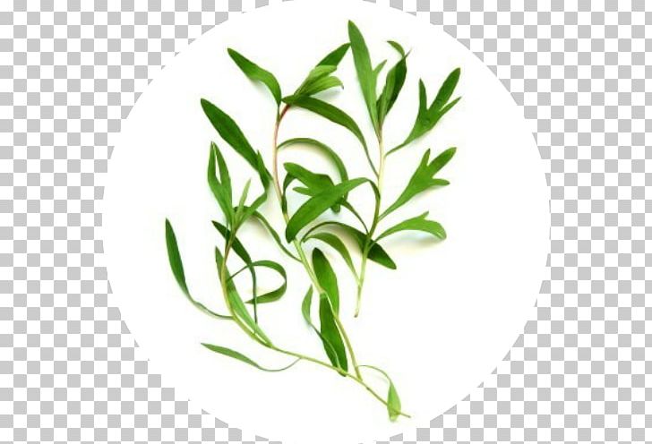 Tea Tree Oil Essential Oil Moisturizer Cleanser PNG, Clipart, Acne, Antiseptic, Branch, Camellia Sinensis, Cleanser Free PNG Download