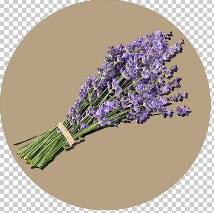English Lavender PNG, Clipart, English Lavender, Flower, Lavande, Lavender, Lilac Free PNG Download