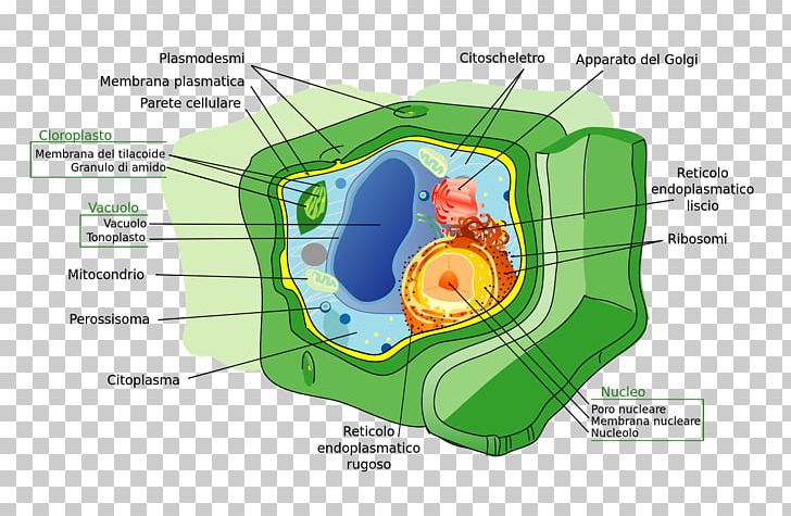 Plant Cell Cell Wall Cell Membrane PNG, Clipart, Algae, Biology, Cell, Cell Membrane, Cell Nucleus Free PNG Download