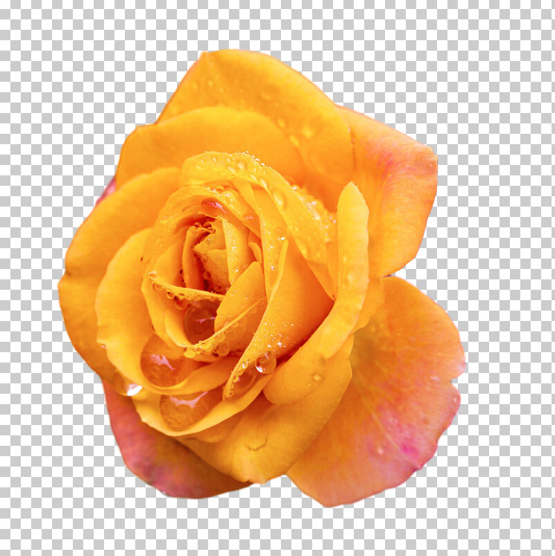 Garden Roses PNG, Clipart, Closeup, Cut Flowers, Flower, Garden, Garden Roses Free PNG Download