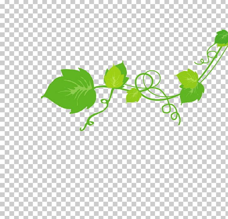 Leaf Green Product Design Plant Stem PNG, Clipart, Branch, Branching, Grass, Green, Leaf Free PNG Download