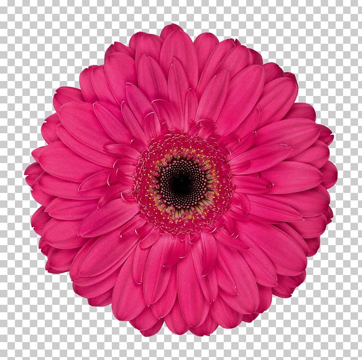 Transvaal Daisy Cut Flowers Floristry Floral Design PNG, Clipart, Carnation, Chrysanthemum, Cut Flowers, Daisy Family, Floral Design Free PNG Download