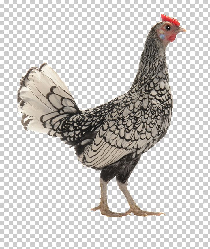 Barnevelder Ancona Chicken Andalusian Chicken Bird Rooster PNG, Clipart,  2017 Big Cock, Animal, Animals, Badminton Shuttle