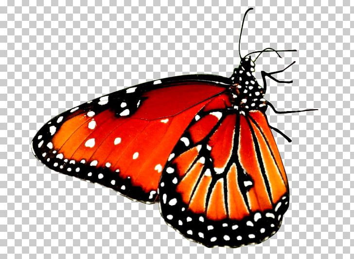 Beautiful Butterfly Desktop High-definition Video Android PNG, Clipart, 1080p, Beautiful Butterfly, Brush Footed Butterfly, Butterfly, Display Resolution Free PNG Download
