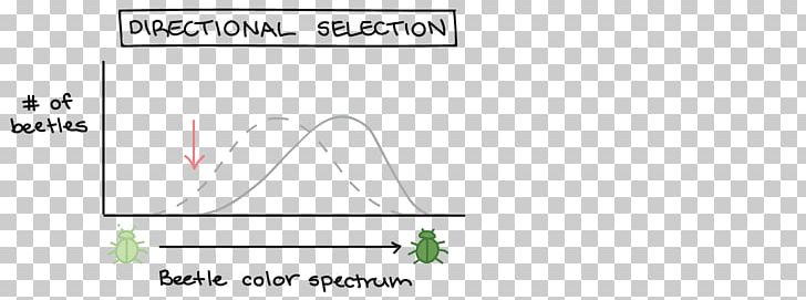 Directional Selection Natural Selection Evolution Disruptive Selection Hardy–Weinberg Principle PNG, Clipart, Allele Frequency, Angle, Area, Biology, Brand Free PNG Download