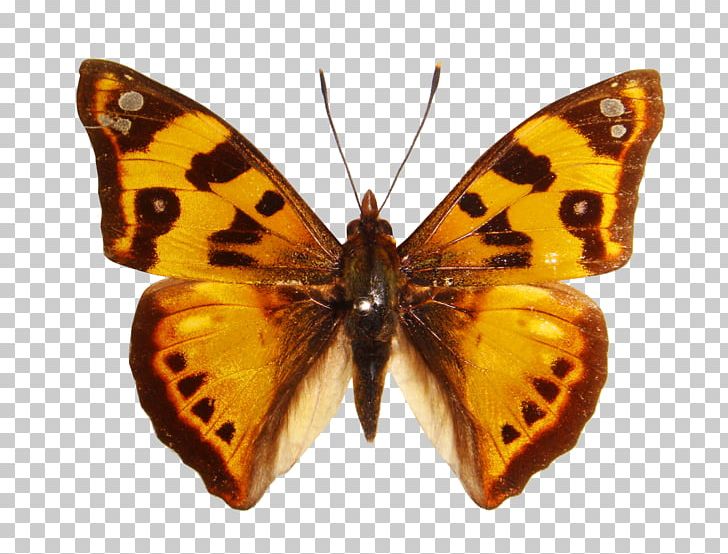 Monarch Butterfly Insect Nymphalidae Colias PNG, Clipart, Aluminum Window, Animal, Beautiful, Brush Footed Butterfly, Butterflies And Moths Free PNG Download