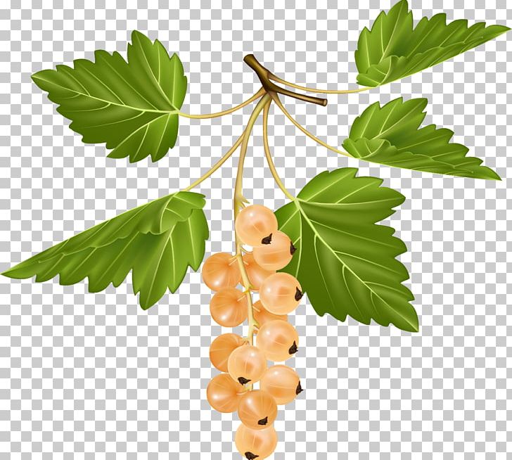 Redcurrant Blackcurrant White Currant Gooseberry Fruit PNG, Clipart, Berries, Berry, Blackcurrant, Branch, Currant Free PNG Download