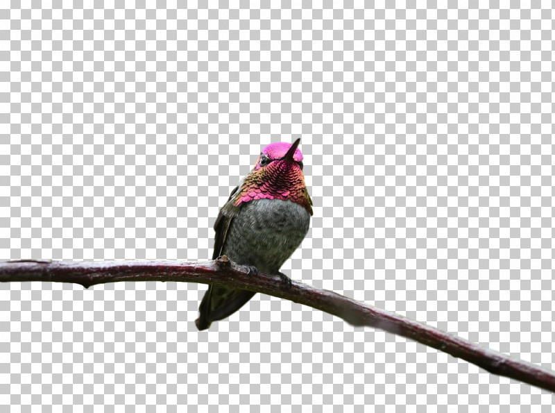 Feather PNG, Clipart, Beak, Feather, Finches, Hummingbirds, Pollinator Free PNG Download