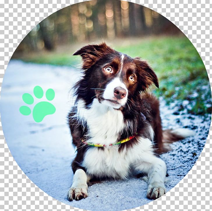 Border Collie Dog Breed Australian Shepherd Rough Collie English Shepherd PNG, Clipart, Australian Shepherd, Border Collie, Breed, Breed Group Dog, Collar Free PNG Download