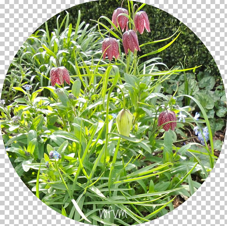 Fritillaries Groundcover Lawn Wildflower Herb PNG, Clipart, Flower, Flowering Plant, Fritillaria, Fritillaries, Grass Free PNG Download