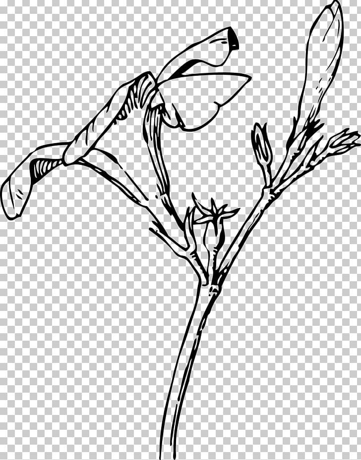 Oleander Bud Flower Drawing PNG, Clipart, Art, Artwork, Beak, Bird, Black And White Free PNG Download