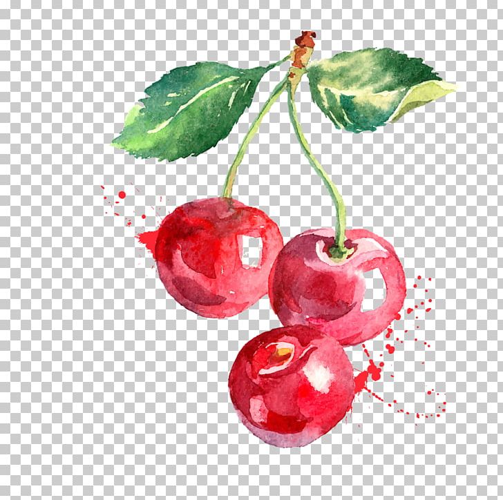 Watercolor Painting Graphics Cherry Drawing Berry PNG, Clipart, Berry, Cherry, Cranberry, Drawing, Food Free PNG Download