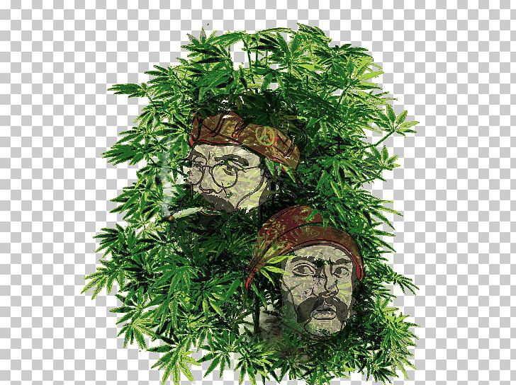 Desktop Medical Cannabis Kush Cannabis Ruderalis PNG, Clipart, Black Screen Of Death, Cannabis, Cannabis Cultivation, Cannabis Ruderalis, Chong Free PNG Download