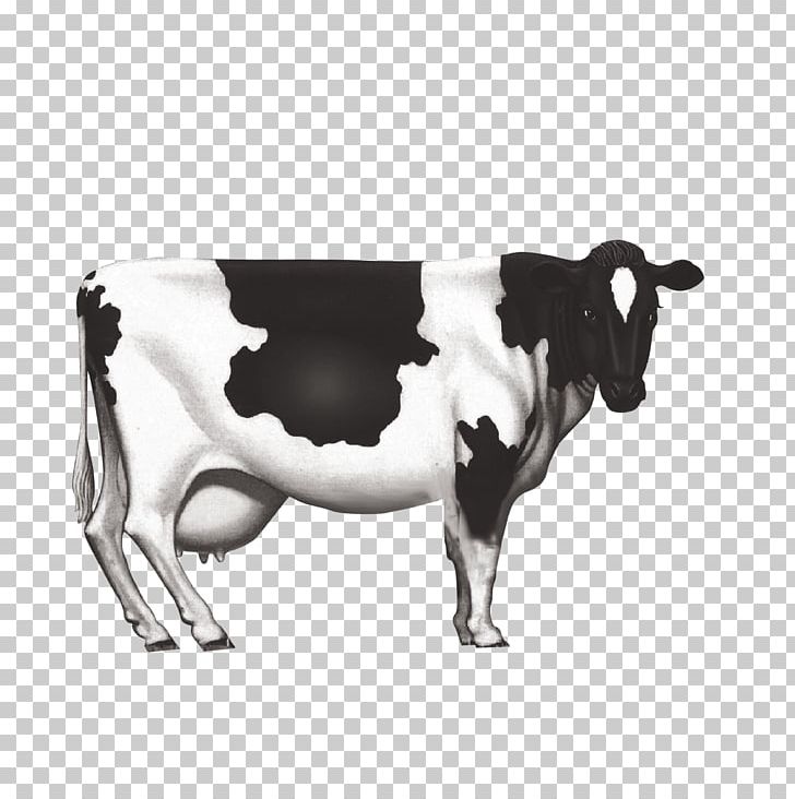 Holstein Friesian Cattle Dairy Cattle Milk Calf PNG, Clipart, Animals, Black And White, Bull, Calf, Cattle Free PNG Download