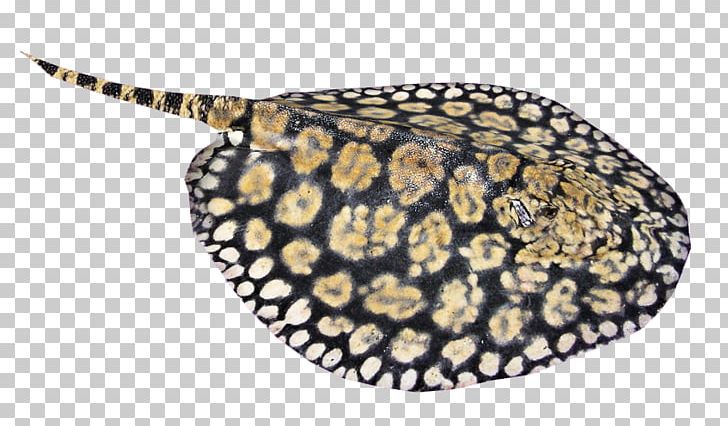 Ocellate River Stingray Myliobatoidei Giant Freshwater Stingray Zoo Tycoon 2 PNG, Clipart, Batoidea, Breed, Common Stingray, Creator, Fresh Water Free PNG Download