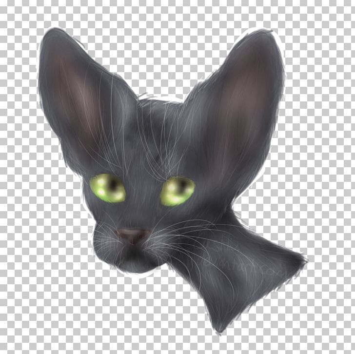 Oriental Shorthair Korat Havana Brown Domestic Short-haired Cat Whiskers PNG, Clipart, Asia, Asian, Asian People, Black Cat, British Shorthair Free PNG Download