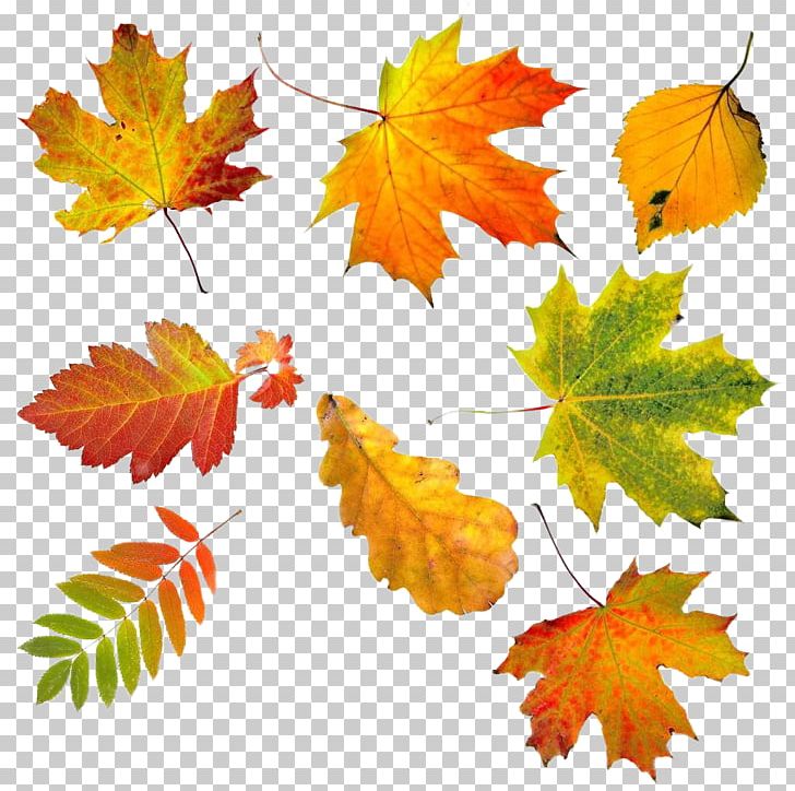 Autumn Leaf Color Stock Photography PNG, Clipart, Autumn, Autumn Tree, Branch, Color, Creative Free PNG Download