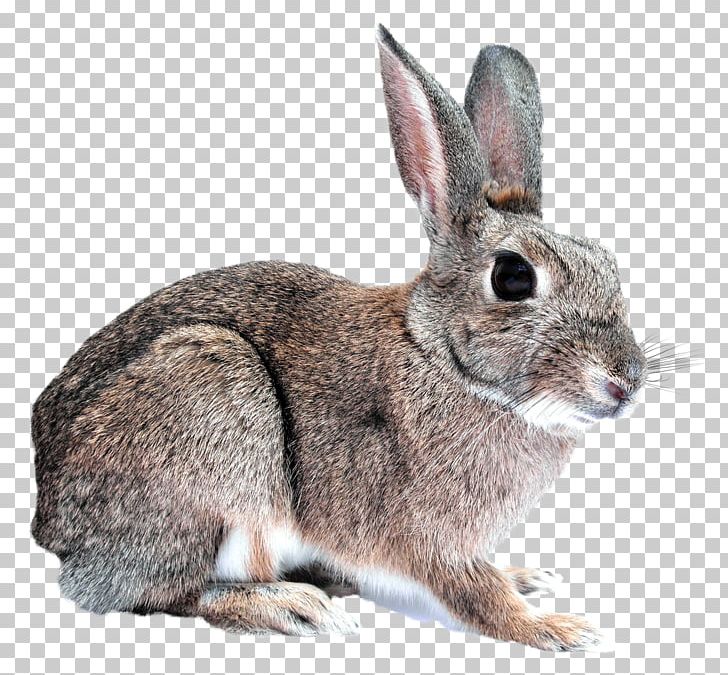 Domestic Rabbit PNG, Clipart, Air Gun, Animal, Animals, Bunny, Computer Icons Free PNG Download