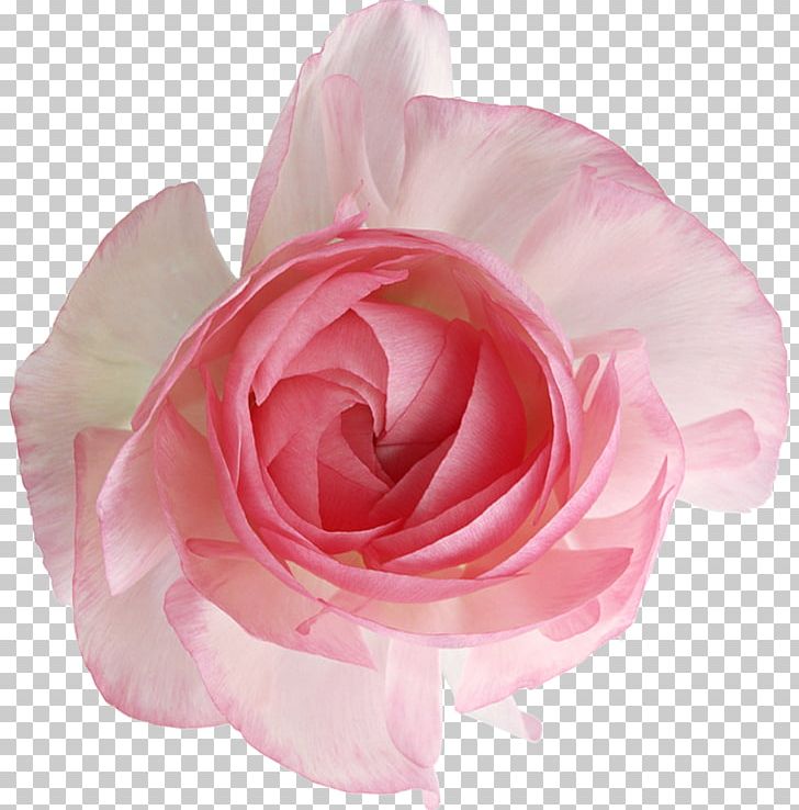 Garden Roses Cabbage Rose Cut Flowers Petal PNG, Clipart, Closeup, Cut Flowers, Flower, Flowering Plant, Garden Free PNG Download