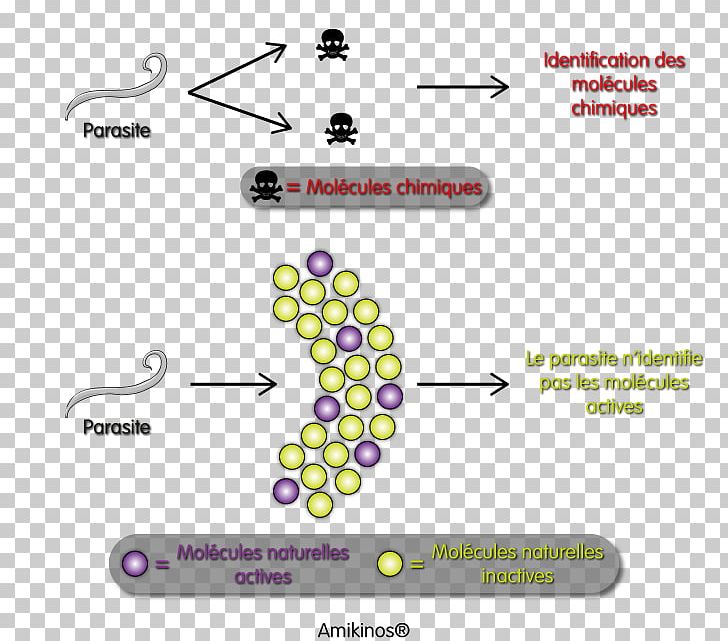 Parasitism Cat Anthelmintic Molecule Food PNG, Clipart, Adaptation, Amikinos, Angle, Animals, Anthelmintic Free PNG Download