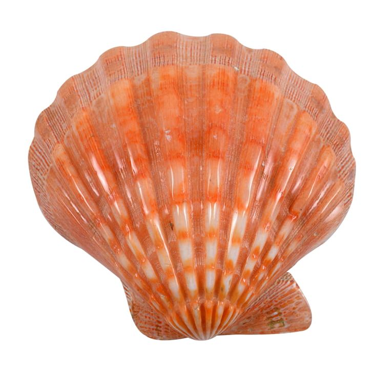 Great Scallop Clam Oyster Cockle Mussel PNG, Clipart, Animals, Bay Scallop, Clam, Clams Oysters Mussels And Scallops, Cockle Free PNG Download