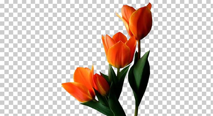 Tulip PNG, Clipart, Tulip Free PNG Download
