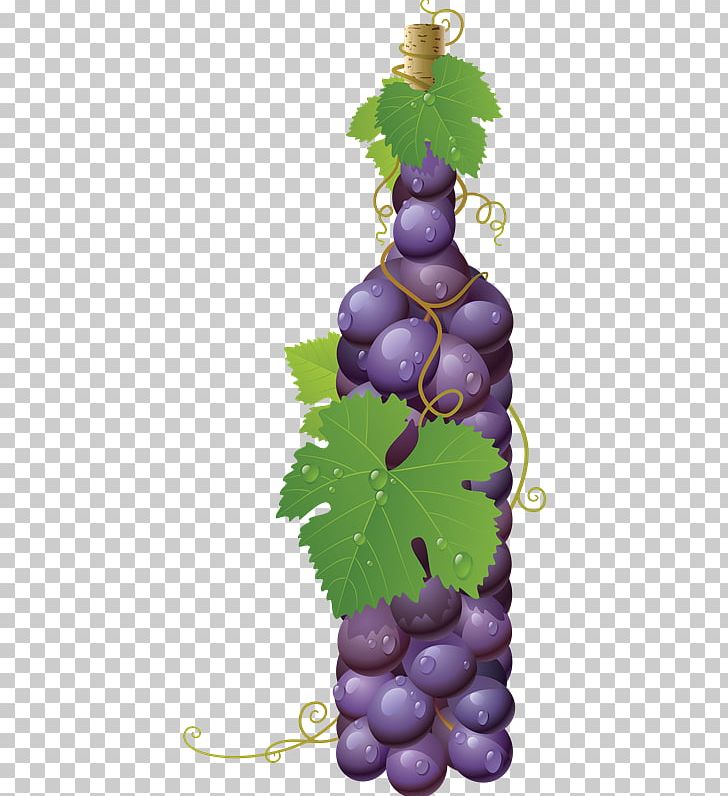 Common Grape Vine White Wine PNG, Clipart, Common Grape Vine, Drawing, Flowering Plant, Food, Fruit Free PNG Download