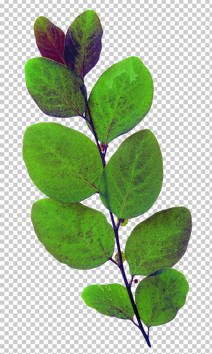 Leaf Green Plant PNG, Clipart, Autumn Leaves, Banana Leaves, Branch, Ellipse, Encapsulated Postscript Free PNG Download