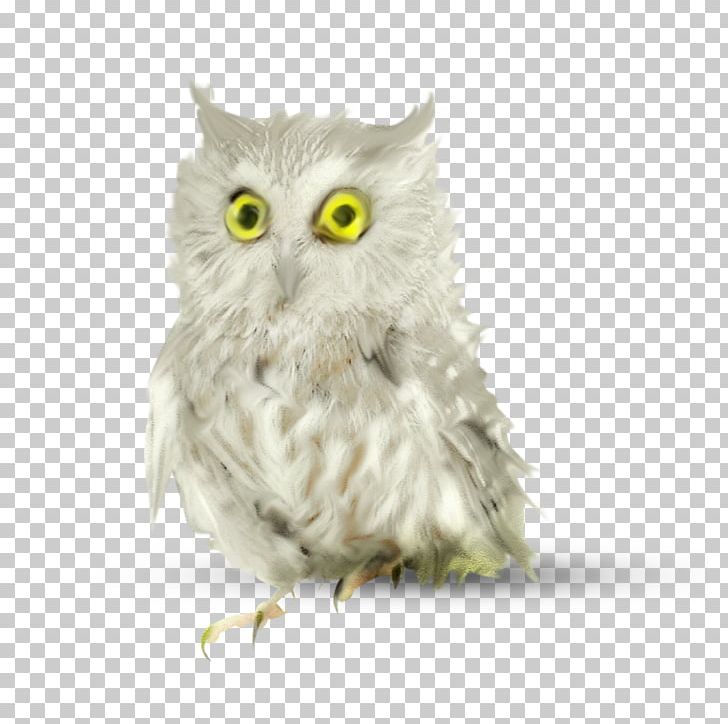 Owl Bird ForgetMeNot PNG, Clipart, Android, Animal, Animals, Beak, Bird Free PNG Download