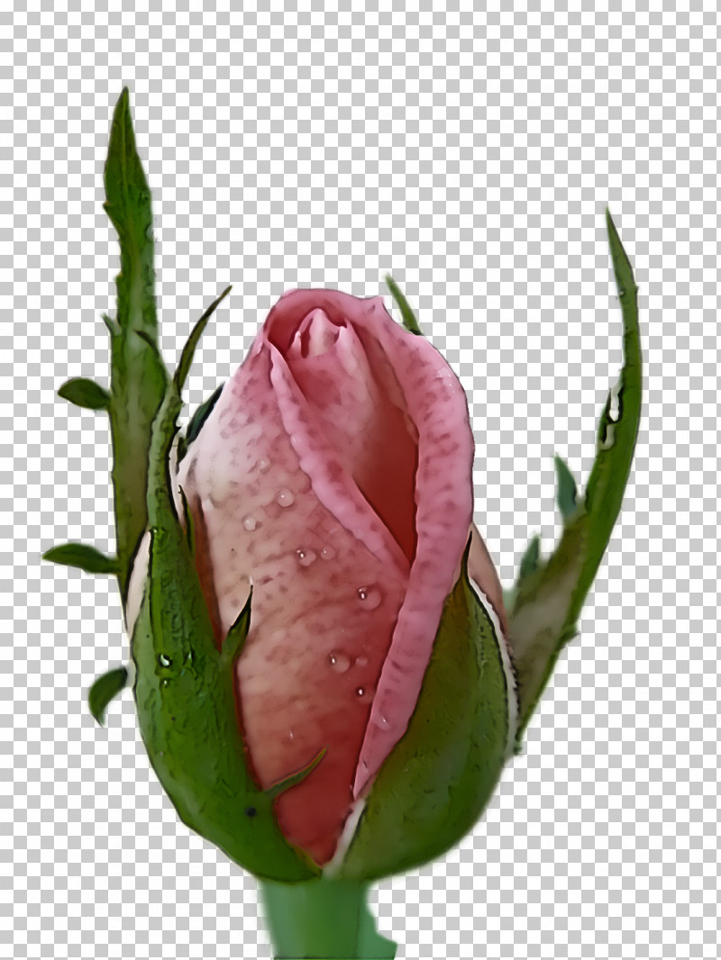 Garden Roses PNG, Clipart, Bud, Cabbage Rose, Closeup, Cut Flowers, Floribunda Free PNG Download